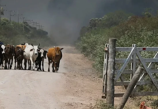 How much carbon do Bangladesh's cows really produce?